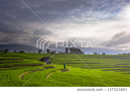 Beautiful morning view indonesia Panorama Landscape paddy fields with beauty color and sky natural light 137321663