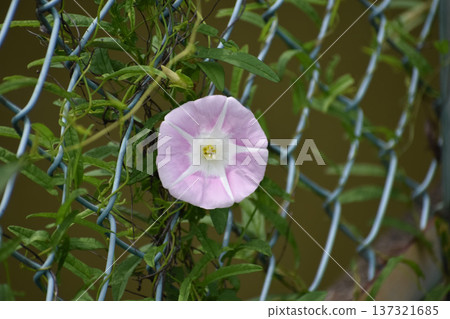 旋花植物花 旋花植物花 137321685