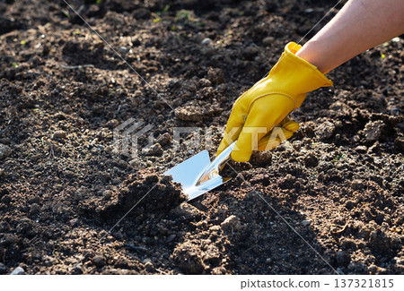 Gardening: Digging up soil with a shovel wearing yellow leather gloves Gardening: Digging up soil with a shovel wearing yellow leather gloves 137321815