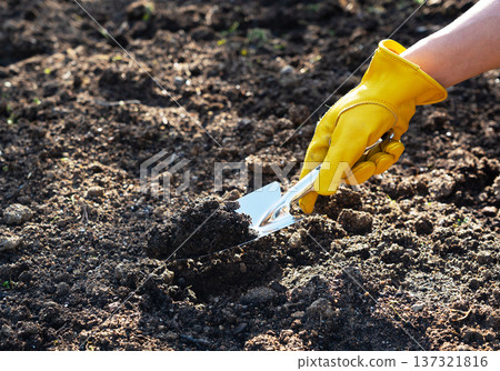 Gardening: Scooping up soil with a shovel wearing yellow leather gloves 137321816