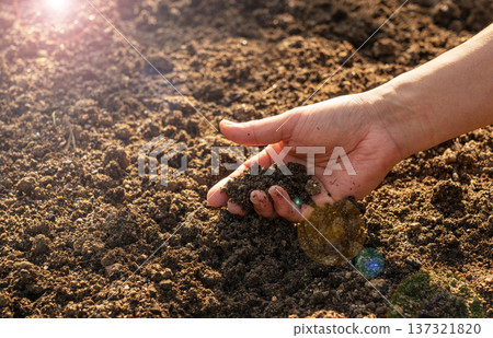 農夫的雙手從陽光普照的田野裡鏟起泥土 農夫的雙手從陽光普照的田野裡鏟起泥土 137321820