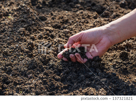 Farmer's hands touching the rich soil in the field (agriculture/gardening) 137321821