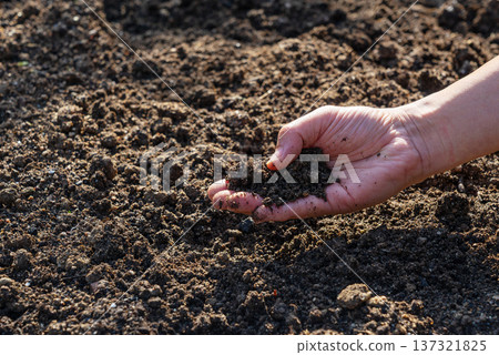 Farmer's hands touching the rich soil in the field (agriculture/gardening) Farmer's hands touching the rich soil in the field (agriculture/gardening) 137321825