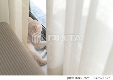 Beautiful calm lilac british shorthair cat resting peacefully behind sheer white window curtain looking outside with deeply curious and relaxed emotional expression Beautiful calm lilac british shorthair cat resting peacefully behind sheer white window curtain looking outside with deeply curious and relaxed emotional expression 137321876