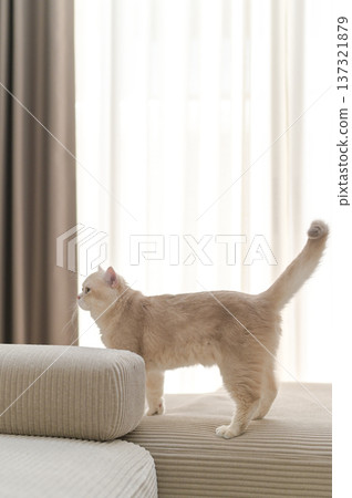 Curious lilac british shorthair cat standing on beige sofa looking peacefully towards bright window with long soft curtains enjoying calm morning indoors Curious lilac british shorthair cat standing on beige sofa looking peacefully towards bright window with long soft curtains enjoying calm morning indoors 137321879