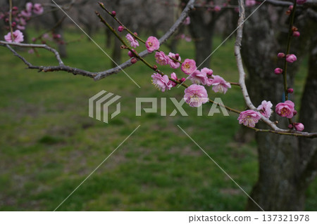 Red plum, undeveloped red Red plum, undeveloped red 137321978