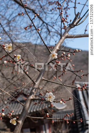 Plum blossom branches with traditional Korean hanok roof in spring 137322006