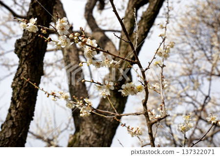 White plum blossoms - Winter solstice White plum blossoms - Winter solstice 137322071