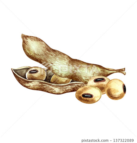 Soybeans with pods. Hand-drawn watercolor illustration. Isolation. Perfect for creating product labels, posters, banners, menus, and more. Soybeans with pods. Hand-drawn watercolor illustration. Isolation. Perfect for creating product labels, posters, banners, menus, and more. 137322089