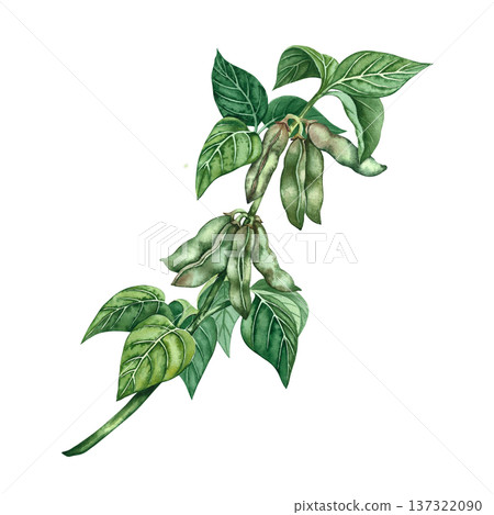 Soy stalk with green pods and leaves. Hand-drawn watercolor illustration. Isolate. Perfect for creating product labels, posters, banners, menus, and more. Soy stalk with green pods and leaves. Hand-drawn watercolor illustration. Isolate. Perfect for creating product labels, posters, banners, menus, and more. 137322090
