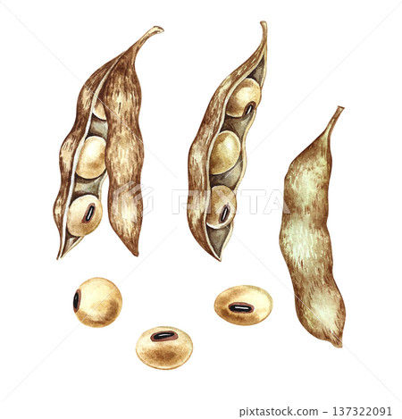 A set of soybeans with pods. Hand-drawn watercolor illustration. Isolate. Perfect for creating product labels, posters, banners, menus, and more. A set of soybeans with pods. Hand-drawn watercolor illustration. Isolate. Perfect for creating product labels, posters, banners, menus, and more. 137322091