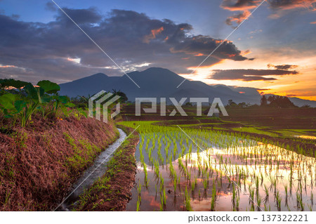 Beautiful morning view indonesia Panorama Landscape paddy fields with beauty color and sky natural light Beautiful morning view indonesia Panorama Landscape paddy fields with beauty color and sky natural light 137322221