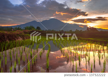 Beautiful morning view indonesia Panorama Landscape paddy fields with beauty color and sky natural light 137322222