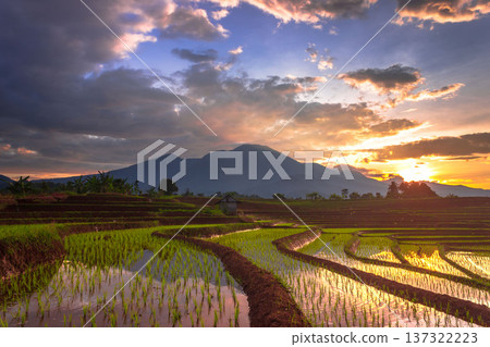 Beautiful morning view indonesia Panorama Landscape paddy fields with beauty color and sky natural light Beautiful morning view indonesia Panorama Landscape paddy fields with beauty color and sky natural light 137322223