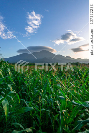 Beautiful morning view indonesia Panorama Landscape paddy fields with beauty color and sky natural light Beautiful morning view indonesia Panorama Landscape paddy fields with beauty color and sky natural light 137322258