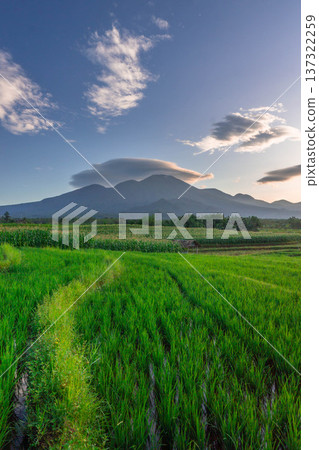 Beautiful morning view indonesia Panorama Landscape paddy fields with beauty color and sky natural light Beautiful morning view indonesia Panorama Landscape paddy fields with beauty color and sky natural light 137322259