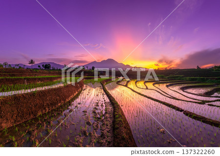 Beautiful morning view indonesia Panorama Landscape paddy fields with beauty color and sky natural light 137322260