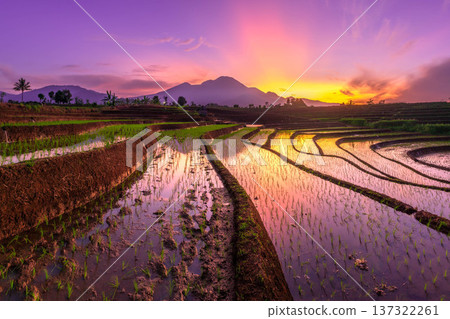 Beautiful morning view indonesia Panorama Landscape paddy fields with beauty color and sky natural light Beautiful morning view indonesia Panorama Landscape paddy fields with beauty color and sky natural light 137322261