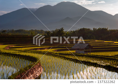 Beautiful morning view indonesia Panorama Landscape paddy fields with beauty color and sky natural light Beautiful morning view indonesia Panorama Landscape paddy fields with beauty color and sky natural light 137322262