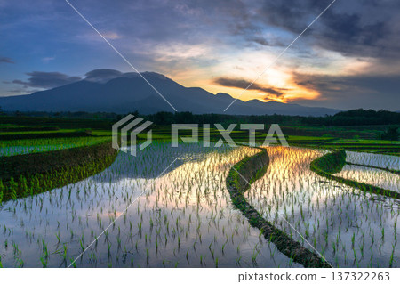 Beautiful morning view indonesia Panorama Landscape paddy fields with beauty color and sky natural light Beautiful morning view indonesia Panorama Landscape paddy fields with beauty color and sky natural light 137322263