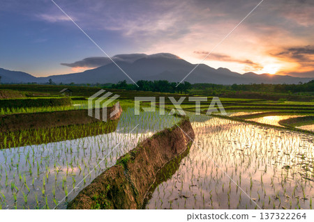 Beautiful morning view indonesia Panorama Landscape paddy fields with beauty color and sky natural light Beautiful morning view indonesia Panorama Landscape paddy fields with beauty color and sky natural light 137322264