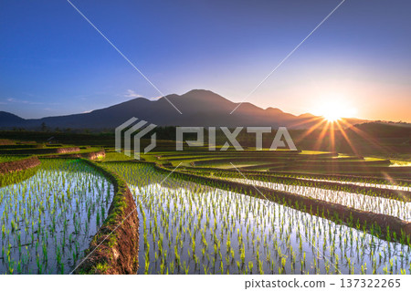 Beautiful morning view indonesia Panorama Landscape paddy fields with beauty color and sky natural light 137322265