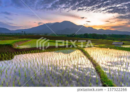 Beautiful morning view indonesia Panorama Landscape paddy fields with beauty color and sky natural light Beautiful morning view indonesia Panorama Landscape paddy fields with beauty color and sky natural light 137322266
