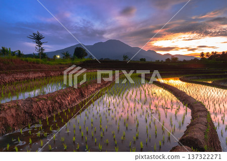 Beautiful morning view indonesia Panorama Landscape paddy fields with beauty color and sky natural light Beautiful morning view indonesia Panorama Landscape paddy fields with beauty color and sky natural light 137322271