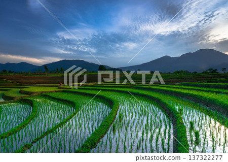Beautiful morning view indonesia Panorama Landscape paddy fields with beauty color and sky natural light Beautiful morning view indonesia Panorama Landscape paddy fields with beauty color and sky natural light 137322277