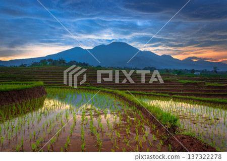 Beautiful morning view indonesia Panorama Landscape paddy fields with beauty color and sky natural light Beautiful morning view indonesia Panorama Landscape paddy fields with beauty color and sky natural light 137322278