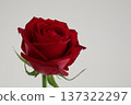 Red roses are a wonderful gift 137322297