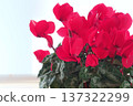 Potted red cyclamen photographed outdoors 137322299
