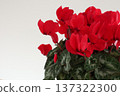 Potted red cyclamen flowers 137322300