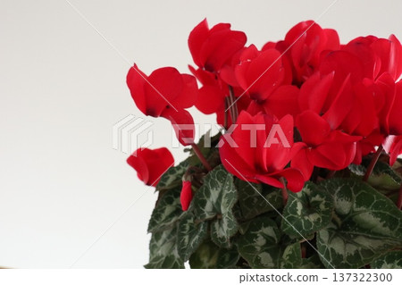 Potted red cyclamen flowers 137322300