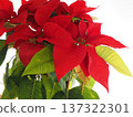 Poinsettia brightly decorates the windowsill 137322301