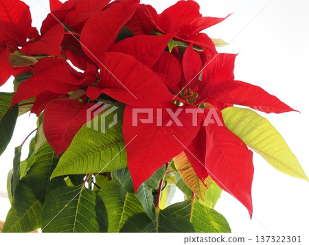 Poinsettia brightly decorates the windowsill Poinsettia brightly decorates the windowsill 137322301