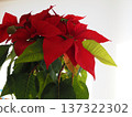 Poinsettia for the Christmas season 137322302