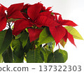 Large potted poinsettia 137322303