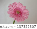 A single, vibrantly blooming pink gerbera 137322307