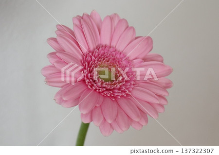 A single, vibrantly blooming pink gerbera 137322307