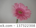 Pink gerbera with white foreground blur 137322308