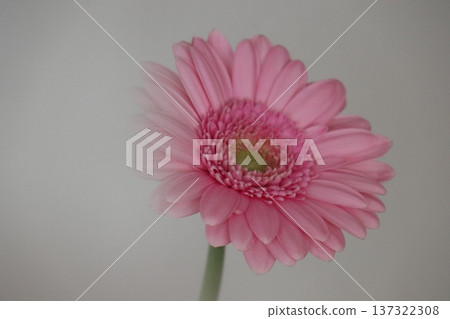 粉紅色非洲菊,前景模糊的白色 粉紅色非洲菊,前景模糊的白色 137322308