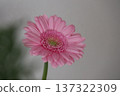 A gentle and lovely pink gerbera 137322309