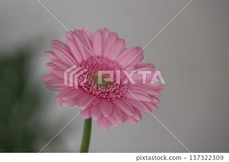 一株溫柔可愛的粉紅色非洲菊 137322309