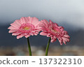 A pair of pink gerberas in the pleasant outdoor air 137322310