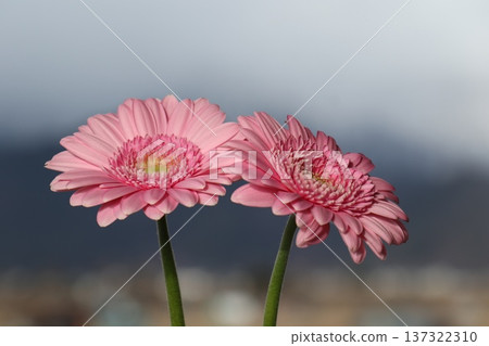 A pair of pink gerberas in the pleasant outdoor air 137322310