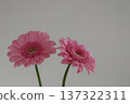 Two cute pink gerberas 137322311