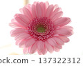 Pink gerbera flowers against a white background 137322312