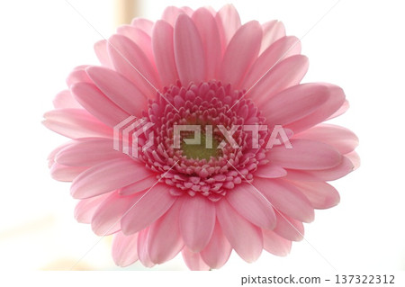 白色背景上的粉紅色非洲菊 白色背景上的粉紅色非洲菊 137322312
