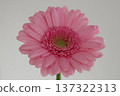 Close-up of a single pink gerbera with a stem 137322313